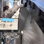 樋・破風塗装 下塗り中